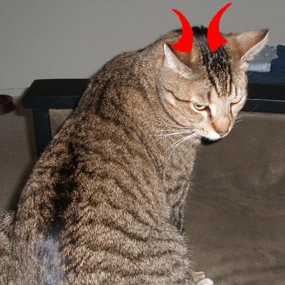 Devil Cat